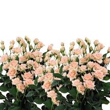 Spray Rose Sweet Sara