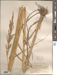 Image result for Echinochloa pyramidalis