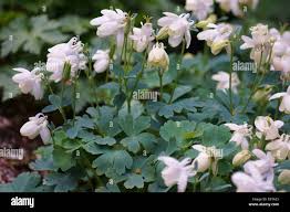 Image result for Aquilegia flabellata ministar