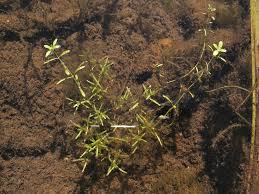 Image result for Callitriche