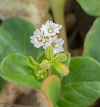 Image result for Boerhavia repens