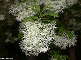 Image result for Chionanthus niloticus