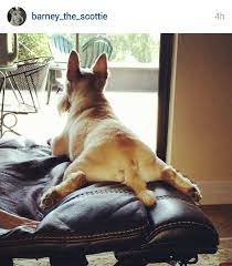 Scottish Terriers Of Instagram Scottie Dog Puppy Scottish Terrier Terrier