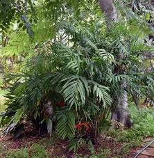 Image result for Chamaedorea microspadix