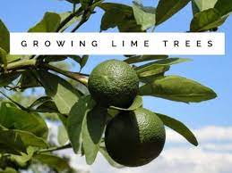 We are undoubtedly going to have a challenging time ahead of us. How To Grow Lime Trees Gardening Channel