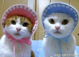 funny picture funny twins cats pak101 com beautiful cats baby animals pictures cute animals with funny captions