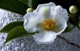 Choose seed from a pacific northwest seed company for best results. Right Up There With Ciscoe S Top Trees The Stewartia The Seattle Times