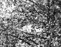 Image result for Garcinia kingaensis