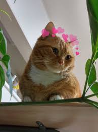 Pin By Asli On Tiny Beans Cats And Kittens Crazy Cats Cute Cats