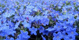 Ground cover flowers full sun ground cover. Create A Carpet Of Color In Your Yard With Groundcovers Costa Farms