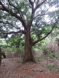 Image result for Celtis mildbraedii
