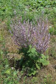 Image result for Orthosiphon schimperi