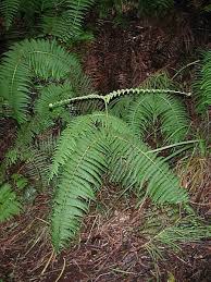 Image result for Gleicheniaceae