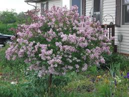 Image result for Syringa meyeri ´Palibin