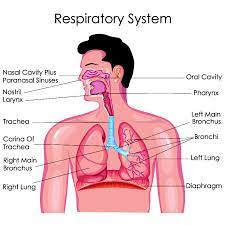 Saude Respiratoria Reeve Foundation