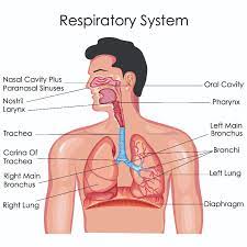 Thoracic cage, lungs, and pleurae 5. Respiratory Health Reeve Foundation
