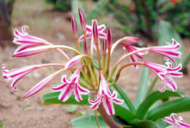 Image result for Crinum stuhlmannii