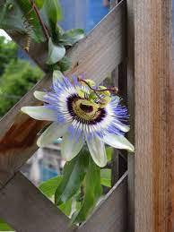 Pin By Beverly Haskins Kennedy On Garden Ideas And Plans Passion Flower Trees To Plant Beautiful Flowers
