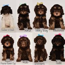 Maybe you would like to learn more about one of these? Monarch Australian Labradoodles Your New Best Friend Is Here