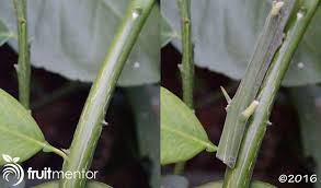 We have to graft (or otherwise clone) apples and pears in order to maintain the desired traits of a particular tree's fruit. Grafting Citrus Trees Cleft Grafting A Citrus Cocktail Tree