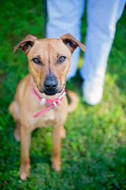 Mustering the breeders out of the mountain. Dogsandpupsdaily Australian Kelpie Rhodesian Ridgeback Best Dogs
