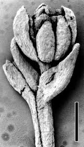 Image result for Buxaceae