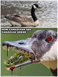 Canada Memes All Fear The Cobra Chicken For More Funny Canadian Memes Check Out Http Www Canadamemes Com Canadian Meme Canada Eh Facebook