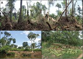 Image result for Calyptrochilum