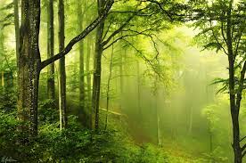 sihlwald fond d ecran foret paysage foret fond ecran paysage