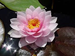 Water Lily Birth Month Flowers Water Lilies July Birth Flower