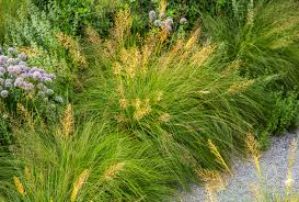 Image result for Sporobolus