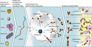Motorcycle helmet arai classic mod stars camel motorcycle equipment. Mrna A Novel Avenue To Antibody Therapy Molecular Therapy