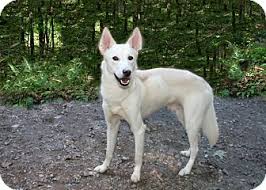 Unsurpassed as a working dog, german if you are looking for german shepherd dog for sale, you've come to the perfect place! Cleveland Ga German Shepherd Dog Meet Snow A Pet For Adoption