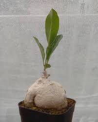 Image result for Raphionacme madiensis