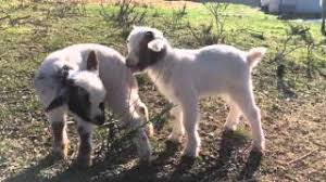 Estas cabritas alcanzan la madurez con una talla supereducida, aproximadamente la altura de una botella de cocacola de 2 litros.son muy pequeñas. Cabras Enanas Graciosas Youtube