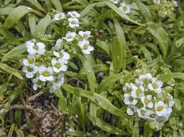 Image result for Mellera lobulata