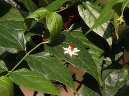 The flowers tone the stomach and regualate the bowel movements. Shiuly Or Night Jasmine Nyctanthes Arbor Tristis