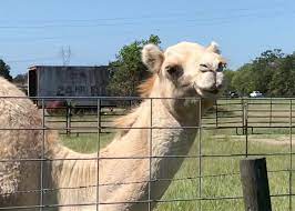 Photo of casper the camel via tiger truck stop/facebook. Truck Stop Billboard Pokes Fun At Viral Camel Biting Incident