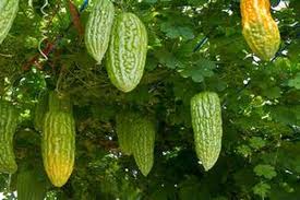 Eumbreuk kembang bako (tembakau) : Meraup Untung Dari Gurihnya Keripik Pare Halaman All Kompas Com