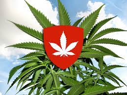 2020.11.13 05:41 goodvibeweb cbd tropfen gesetz. Der Vice Guide Zum Kiffen In Der Schweiz