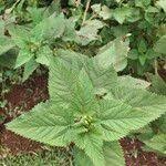 Image result for Urtica massaica