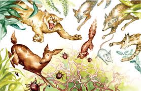 Biodiversity And The Spread Of Lyme Disease Bay Nature Magazine