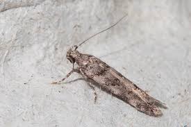 Image result for Teleiopsis diffinis