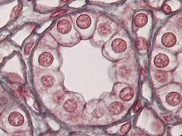 Pin On The World Under The Microscope