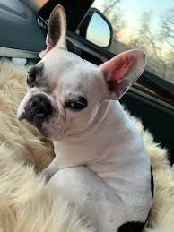Selena Quintanilla Walter Geoffrey The Frenchie Singing Wows Fans