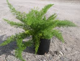 Image result for A. densiflorus Sprengeri