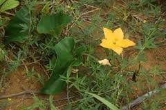 Image result for Cogniauxia