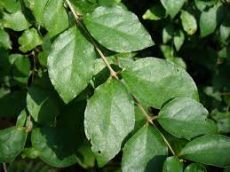 Image result for Thunbergia vogeliana