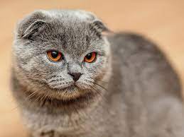 Having a cat with short hair also makes it easier for us to notice scratches and other injuries, so we can give them. Shorthair Cat Breeds Britannica