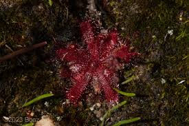 Image result for Odontosoria afra